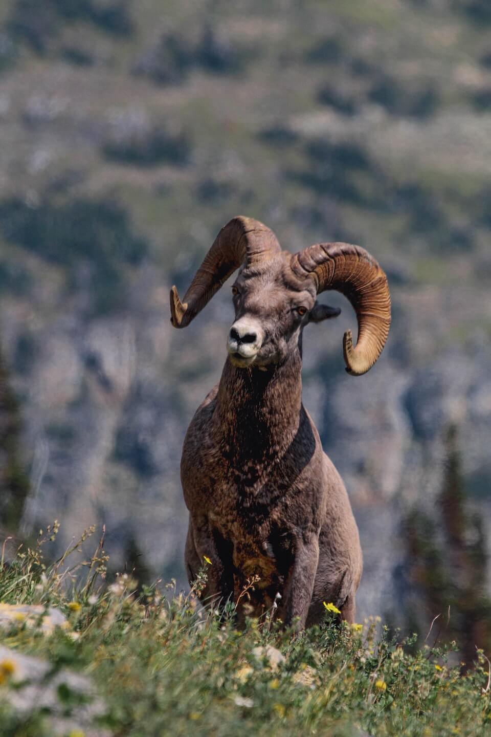 Big mountain sheep horns form spirals