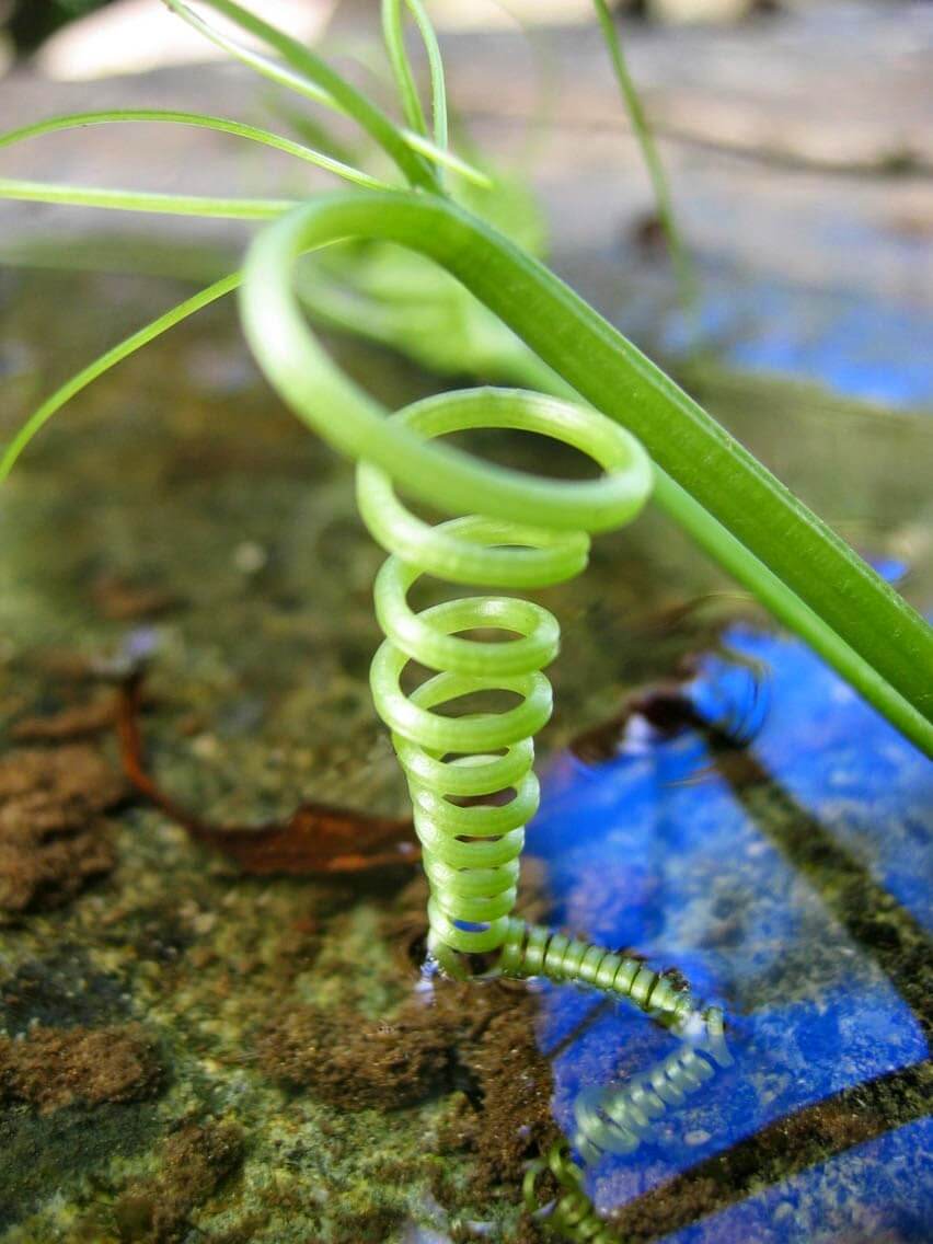 Plant tendril becoming a spiral.